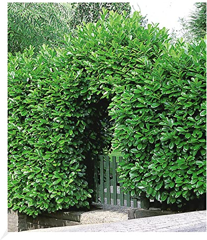 BALDUR Garten 20er Kirschlorbeer Hecke, Pflanzen i 9x9 cm-Topf, Prunus laurocerasus, winterhart und immergrün, blickdichter Sichtschutz, mehrjährig, schnell wachsend, glänzende Blätter