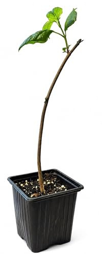Seedeo® Trompetenbaum (Catalpa bignonioides) ca. 20-30 cm hoch