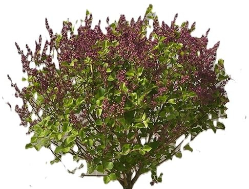Flieder Duftflieder Syringa meyeri 'Palibin' lila Hochstamm 100-120 cm winterhart Freilandaufzucht
