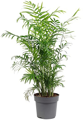 Bergpalme - pflegeleichte Zimmerpflanze, Chamaedorea elegans - Höhe ca. 70 cm, Topf-Ø 17 cm