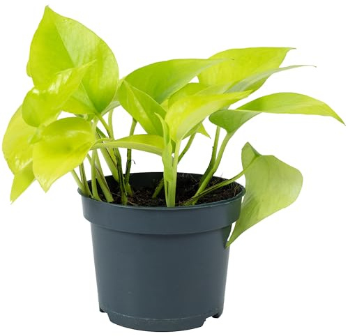 Efeutute - pflegeleichte Zimmerpflanze, Epipremnum pinnatum 'Golden Pothos' - Höhe ca. 15 cm, Topf-Ø 12 cm