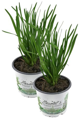 2er Set Schnittknoblauch,Allium tuberosum, Frische Kräuter Pflanze