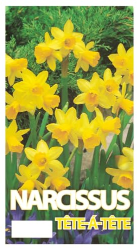 Narzissen Tete-A-Tete Bio, winterharte Blumenzwiebeln für Garten und Balkon (50)