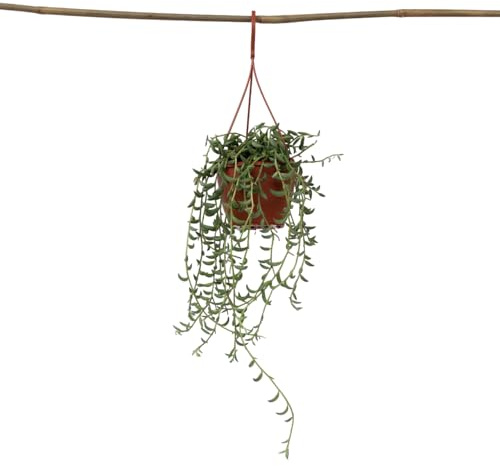 Plant in a Box - Senecio radicans - Bananenkette - Hängepflanze - Topf 12cm - Höhe 10-20cm - Zimmerpflanze