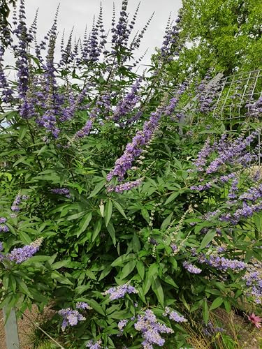 Mönchspfeffer, interessanter, blau blühender Kleinstrauch mit großer Geschichte