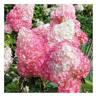 3 Stück Hydrangea Paniculata 'Pink Lady' – 30-50 cm | Rispenhortensie mit Rosa Blüten | Winterhart & Pflegeleicht | Ideal für Garten & Kübel