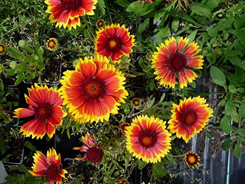 Niedrige Rot-Gelbe Kokardenblume Gaillardia aristata 'Kobold' 50 Samen