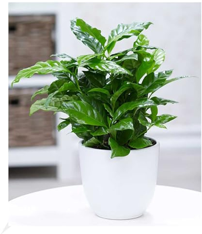BALDUR Garten 1x Coffea arabica, Pflanze im 12 cm-Topf, Kaffeestrauch, die Blüten der Pflanze duften, jede Beere enthält 2 Kaffeebohnen, Zimmerpflanze, Grünpflanze, mehrjährig - frostfrei halten