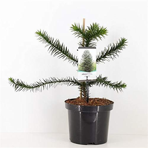 Chilenische Schmucktanne ca. 60 cm - Andentanne - Araucaria araucana - Schlangenbaum - Schuppentanne - Affenschwanzbaum