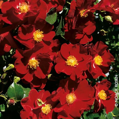 Bodendeckerrose 'Alcantara®', dunkelrot, Topf 3 Liter, 4 Stück