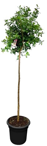 Sunny Tree - Granatapfelbaum - Winterhart - Obstbaum - Punica Granatum - Hohe 160 zentimeter - A+ ware