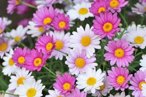 Bunte Margeriten Tanaceum coccineum mehrjährig ca. 50 Samen (1)