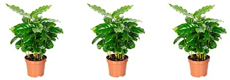 3er-Set Kaffeepflanze - Höhe ca. 20 cm, Topf-Ø 9 cm - Coffea Arabica
