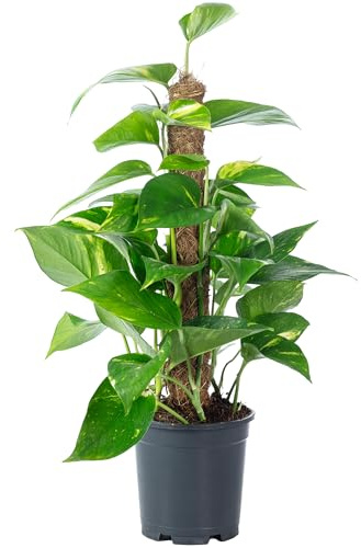 Efeutute am Moosstab - pflegeleichte Zimmerpflanze, Epipremnum aureum - Höhe ca. 50 cm, Topf-Ø 15 cm