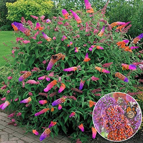 Gardeners Dream Schmetterlingsflieder Winterhart 'Flower Power' - Buddleia Sommerflieder Winterhart Strauch - Vierfarbige Flieder Pflanzen im 17cm Topf - Immergrüne Pflanzen