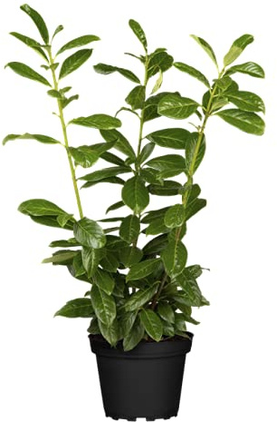 Kirschlorbeer 'Novita' 40-60 cm Prunus laurocerasus immergrün winterhart | immergrün, dicht und aufrecht wachsend, weiße duftende Blüten Mai bis Juni, sonnig bis halbschattig, Sichtschutzhecke