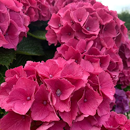 Ballhortensie 'Masja'
