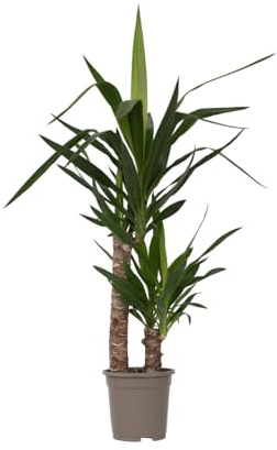 Plant in a Box - Yucca Elephantipes - Palmlilie - Palme zimmerpflanze groß - Topf 17cm - Höhe 70-80cm