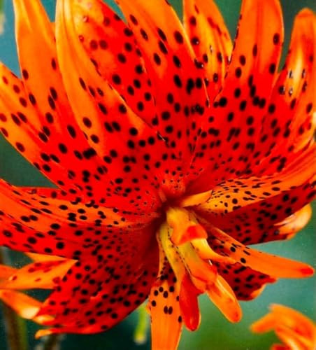 10 Zwiebeln Baumlilien Lilien Riesenlilie  Flore Pleno  Double Tiger (orange) bis 150cm Zwiebeln winterhart duftend Sommerblüher
