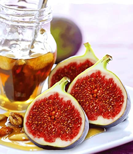BALDUR Garten 1x Frucht-Feige Rouge de Bordeaux groß, Pflanze im 2 Liter-Topf, Ficus carica, Feigenbaum winterhart (bis minus 15 °C), pflegeleicht, für Standort in der Sonne geeignet