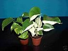 3 Töpfe Efeutute, Epipremnum Pinnatum, Terrarium