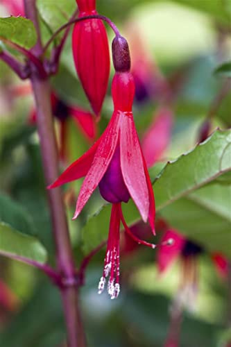 Fuchsia magellanica 'Mrs Popple' 9x9 cm Topf – Winterhart, Mehrjährig, Pflegeleicht – Magellan-Fuchsie – Beet- & Kübelpflanze für Garten & Terrasse