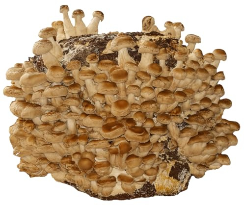 Hawlik Pilzbrut - 3 KG BIO Shiitake Kultur zum selber züchten XXL – kinderleicht Shiitake Pilze anbauen und ernten – komplettes Pilzzuchtset – fertige Pilzkultur für zuhause