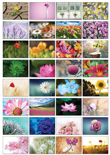 the lazy panda card company Auswahl an Natur-Postkarten: 32 Postkarten in verschiedenen Naturmotiven (Hübsche Blumen)