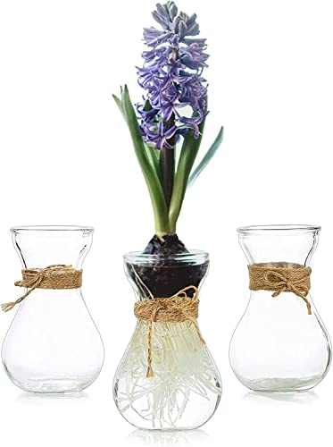Propagation Station Hyazinthenglas Geschenke für Pflanzenliebhaber: Hewory 3 Hyazinthengläser Kleine Vasen für Tischdeko - Ableger Pflanzen Glas Blumenvase Glas Hyazinthenvase Hydroponic Vase
