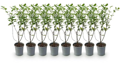 GreenboutiQ - Heckenpflanzen - Ligustrum ovalifolium - Blatt grün - 8 Pflanzen - 1 laufender Meter - immergrün - Topf 9cm Höhe 35-40cm