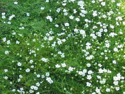 Sagina subulata - Sternmoos, 50 Pflanzen im 5/6 cm Topf