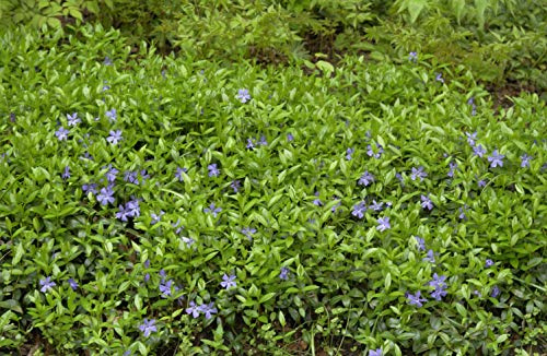 Vinca minor – 10er-Set – Winterhart, Mehrjährig, Pflegeleicht – Kleines Immergrün – Bodendecker für Garten & Beet