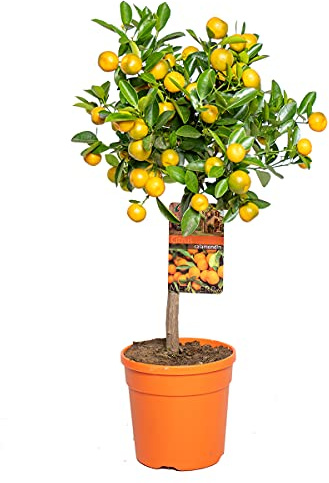 Bloomique - Citrus Calamondin - Zimmerorange - Zitrusbaum - Obstbaum - Gartenpflanzen - Höhe 50-70 cm - Topf 19 cm