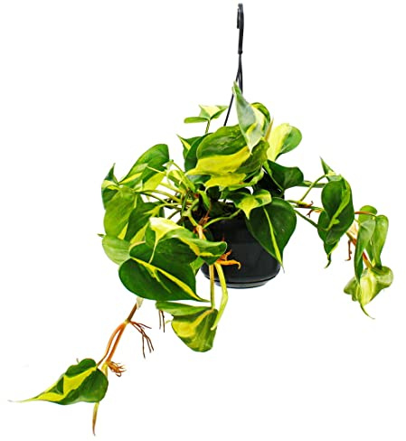 Philodendron scandens Brasil - Kletternder Baumfreund - zweifarbig - 15cm Ampeltopf - hängend