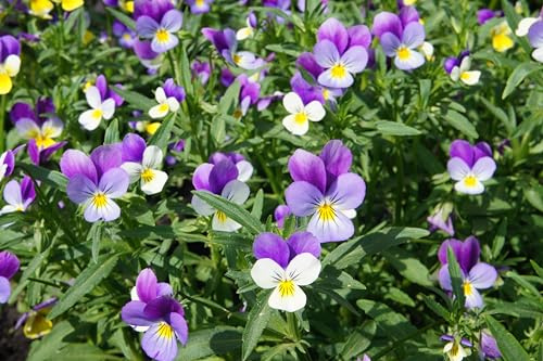 Wildes Stiefmütterchen (Viola tricolor) Samen. Zier- und Heilpflanze. (1000 Samen = 0,55g)