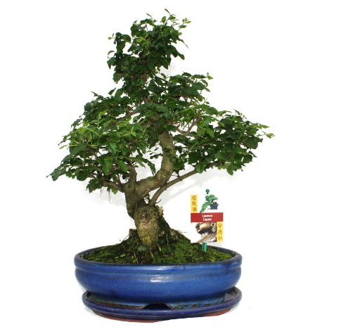 Bonsai Chinesischer Liguster Ligustrum sinensis ca. 10 Jahre 23cm Schale