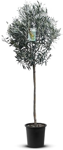 Tropictrees Natürlicher Olivenbaum, Echt Oliven Baum mit 160 cm Hochstamm, 6-8 cm Umfang, Obstbereite Pflanzen, draußen winterhart Pflanzen zur Gartendekoration, 10 kg