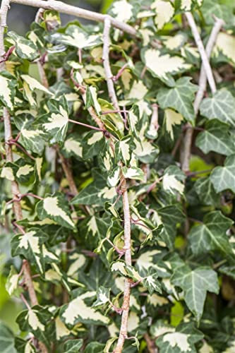 Efeu 'Goldheart' 40-60 cm Topf Hedera helix winterhart immergrün
