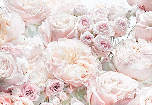 Komar Fototapete |Spring | Tapete, Wanddekoration, Rosen, Schlafzimmern, Romantik, Blumenmotiv | Größe: 368 x 254 cm | 8-976