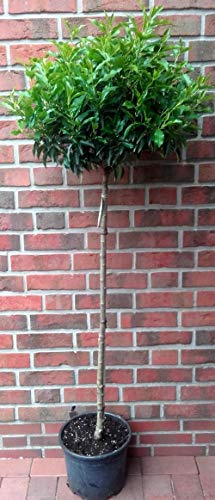 Lorbeerkirsche Hochstamm Kugel 170–180 cm – Prunus lusitanica, immergrün, winterhart, dekorativer Kugelbaum