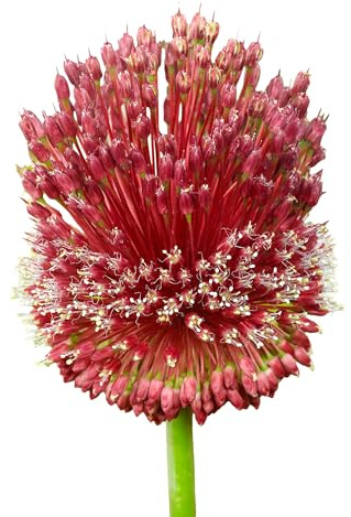Zierlauchzwiebeln 12 x 'Red Mohican' - The Bulb Farmers - Fruhjahr - in den Niederlanden gezuchtet - Zierlauch Zwiebeln - Blumenzwiebeln