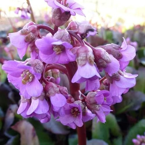 6x Altai-Bergenie 'Purpurea' - Bergenia cordifolia 'Purpurea' - Topf 9x9cm - Winterharte Gartenstaude