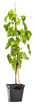 Tafeltraube 'Vanessa' 100 cm Vitis vinifera Kletterpflanze winterhart | Vitis vinifera, rote süße Trauben, kräftiger Wuchs, sonnig, Rankhilfe, Pergola, winterhart, mehrjährig