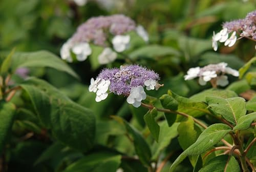 Samthortensie Riesenblatt, große Blüte Hydrangea 80-100