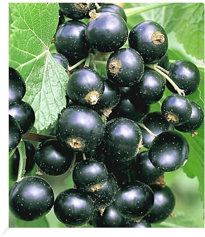 BALDUR Garten 1x Johannisbeere 'Schwarze Titania', Pflanze im 2 Liter-Topf, Ribes nigrum Johannisbeerstrauch, Beerenobst winterhart, pflegeleicht, selbstfruchtend, reiche Ernte an essbaren Früchten