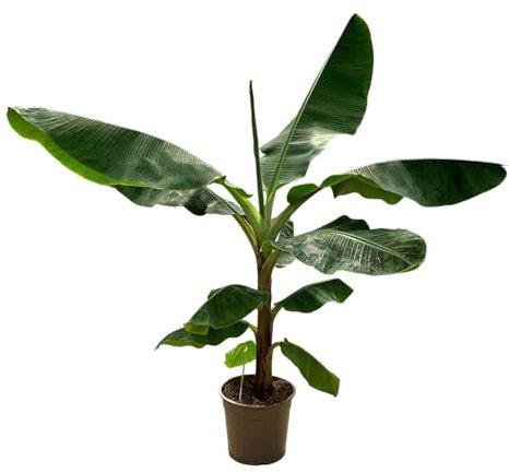 Trendyplants - Musa - Bananenbaum - Zimmerpflanze - Höhe 140-160 cm - Topfgröße Ø27cm