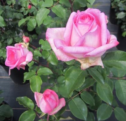 Rosa Beverly ® - Edelrose Beverly ® - Kordes Rose