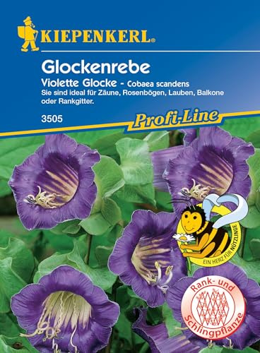 Kiepenkerl Profi-Line Glockenrebensamen Violett 3505 – Ideal für Zäune, Rosenbögen, Lauben, Balkone oder Rankgitter - Blumensamen, Balkonpflanzen, Saatgut