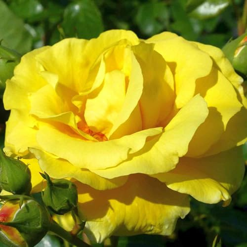 Rose Lichtkönigin Lucia Strauchrose mit Blüten-Farbe zitronengelb - Winterharte Blume mit starkem Duft - Blütezeit von Juni bis September von Garten Schlüter - Pflanzen in Top Qualität