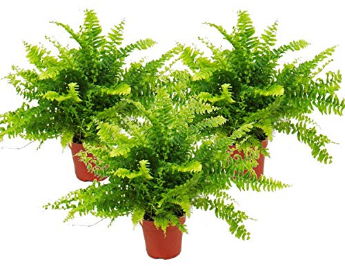 Nephrolepis, 3er Set Schwertfarn 12cm